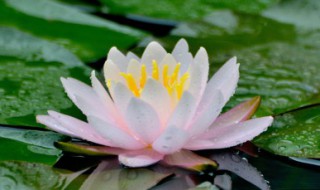 莲的拼音 莲的拼音怎么写