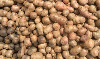 山药豆储存方法 怎样储存山药豆