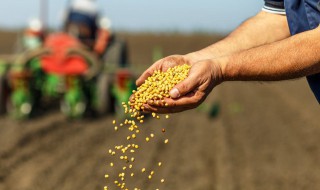 大白菜种子的储存方法 怎样储存大白菜种子