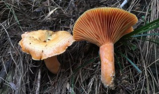 松树蘑的储存方法 怎样保存松树蘑