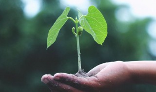 为什么要植树植树的好处 植树的好处介绍