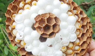 蜂幼虫的最佳食用方法 怎样吃蜂幼虫