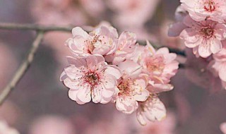 梅花树上结的果子是什么 梅花可以怎么分类呢