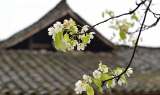 清明节是什么习俗 清明节是什么节日