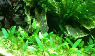 养乌龟该放什么水草 养乌龟的水草