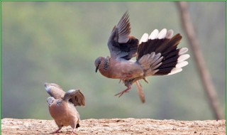 斑鸠在家做窝什么兆头 斑鸠做窝好不好