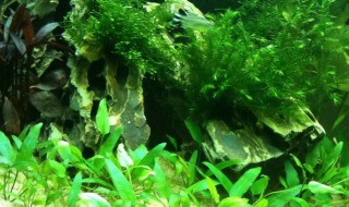 鱼缸用什么底沙合适种水草 合适种水草的底沙