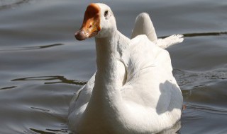 咸鹅怎么蒸着好吃 怎么蒸咸鹅