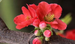 海棠花是什么颜色的大不大 关于海棠花特征介绍