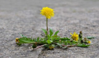 蒲公英的叶子是什么形状 蒲公英的叶子是啥形状