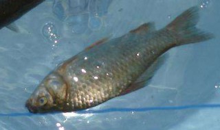 春节后野河怎么钓鲫鱼鲤鱼 这几个位置选对了轻松钓鱼不是梦