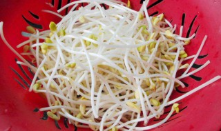 没冰箱豆芽怎么保存 可以这样保存