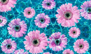 神奇的水中花原理 是不是很神奇