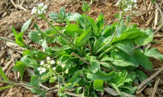 三月茵陈四月蒿是什么意思 为什么说三月茵陈四月蒿