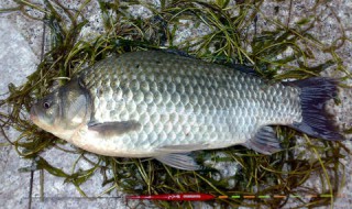初春钓鲫鱼饵料味型 这些细节您注意过吗