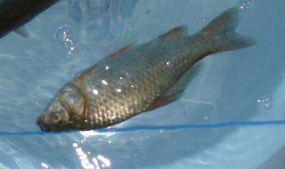 冬季串钩底钓鲫鱼技巧 这些技巧真的有必要学会