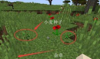 我的世界小麦种子怎么获得 获得方法真的残忍