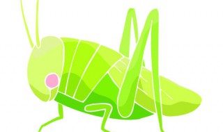 蝗虫为什么有绿色和褐色 有蝗虫的简单介绍吗