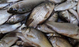 春钓鲫鱼最好用多大线组好 选择鱼线需要考虑什么因素