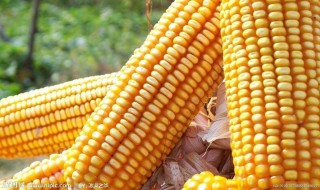 钓草鱼玉米泡制方法 了解一下