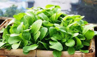 开春适合种什么菜 春天适合种的菜