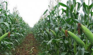 玉米如何使用生根粉 具体方法介绍