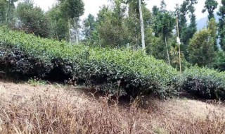 除草剂多久毒性失效 这里有具体的说明快来看