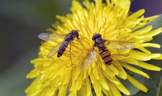 蜜蜂采花粉做什么 简单介绍一下