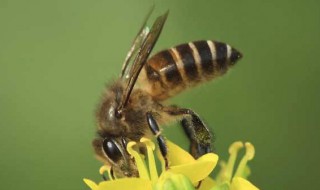 中蜂为什么繁殖快 中蜂繁殖快的原因