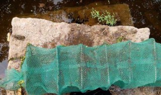 下地笼用什么饵料 地笼饵料