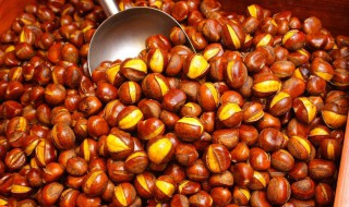 板栗在南方可以种植吗 在南方适合的品种有哪些