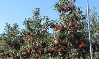 苹果树拉枝绑绳方式 苹果树拉枝技术要点