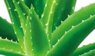 三个月墙体还有味道怎么办 摆放植物去除新墙体味道