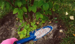 什么肥料膨大快 果实膨大期应该如何施肥