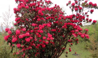 二月适合种植什么花 很多花都合适