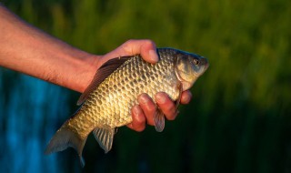 野生海鲜鱼跟养殖区别 如何区分野生鱼和养殖鱼