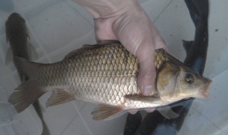 用碎玉米自制窝料钓鲫鱼 具体的制作方法是怎样的呢