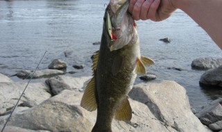 大蒜钓什么鱼效果好 用大蒜钓鱼效果如何