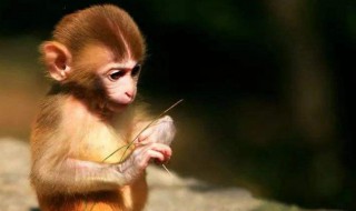 养猴子能认主人吗 养猴子犯法吗