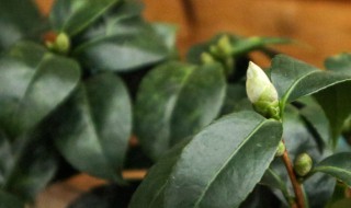 茶树的盆栽养殖方法（茶花树盆栽的养殖方法）