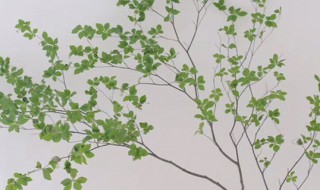 日本吊钟是什么植物（跟日本吊钟相仿的植物）