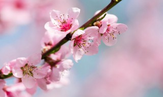 春天祝福(春天祝福语2022最火句子)