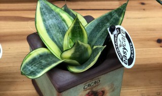 虎皮兰室内养殖方法和注意事项 虎皮兰的养殖方法和注意事项夏天