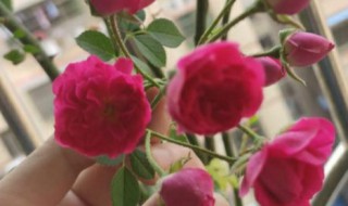 红木香一年开几次花 红木香一年开几次花?