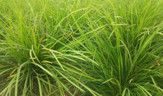绿化麦冬草和麦冬的区别是什么 药用麦冬和绿化麦冬的区别