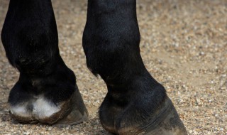 马蹄有多厚 马蹄到底有多厚