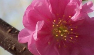 梅的品质和象征什么 梅的品质和象征什么意义