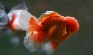 百褶金鱼饲养技巧 百褶金鱼和普通金鱼