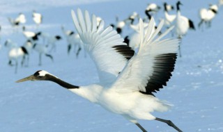 鹤是生长在什么地方（松鹤延年图鹤是生长在什么地方）