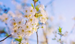 早安语录朋友圈经典（早安心语 经典 朋友圈）